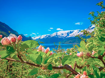 the Hardangerfjord in bloom